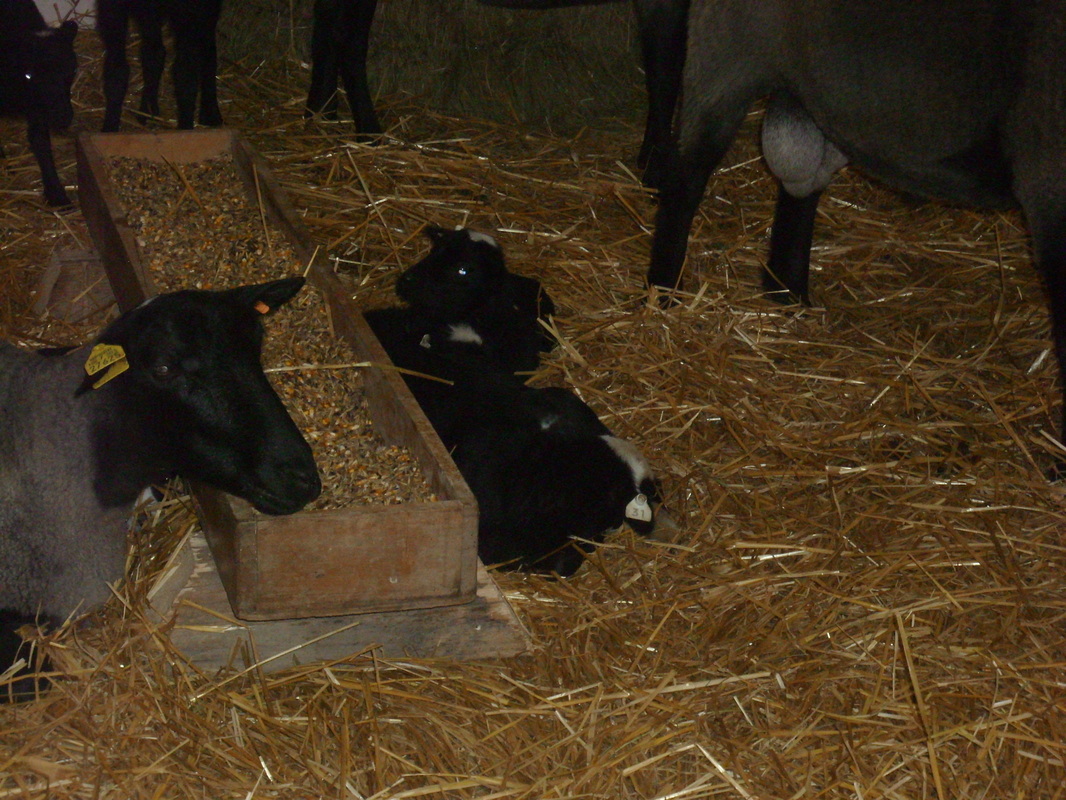 Fotografija s farme