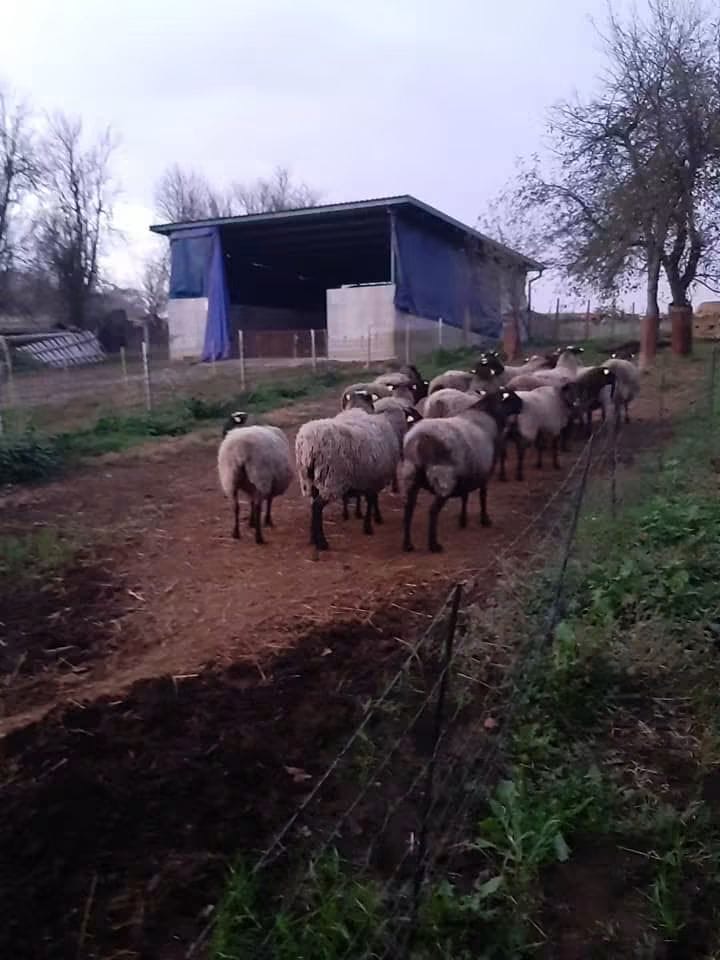 Fotografija s farme